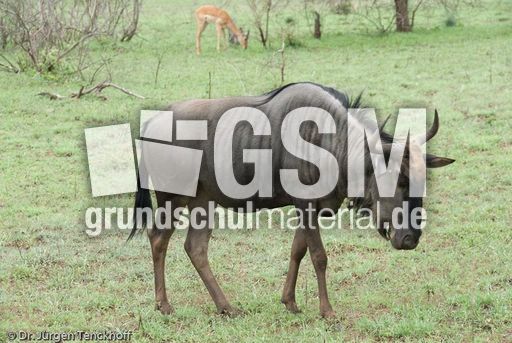 Gnus (20 von 22).jpg